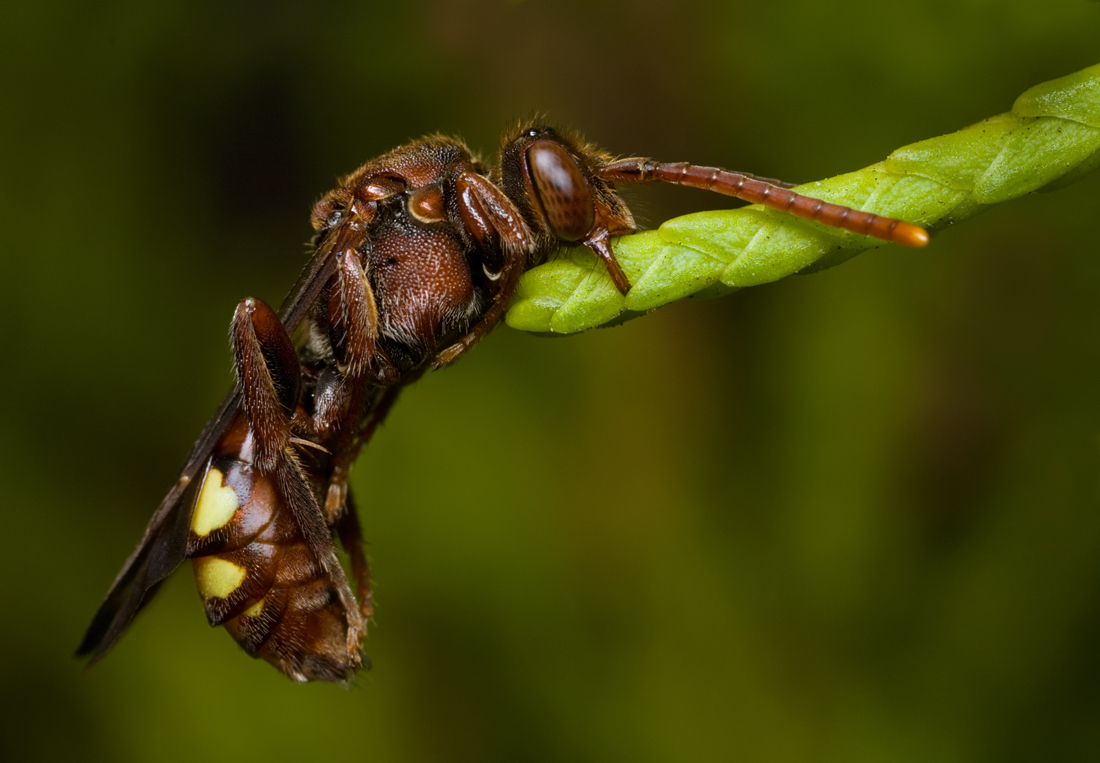 Sleeping Nomada Bee 1